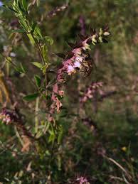 Attēlu rezultāti vaicājumam “Odontites vulgaris”
