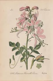 Image result for Diptam