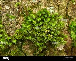 Attēlu rezultāti vaicājumam “Orthotrichum pumilum sporophyte”