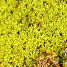 Attēlu rezultāti vaicājumam “Barbula convoluta”