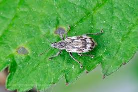 Attēlu rezultāti vaicājumam “Polydrusus tereticollis”