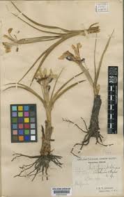 Attēlu rezultāti vaicājumam “Iris rosenbachiana”