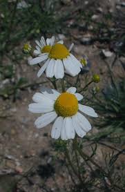 Image result for Matricaria recutita (chamomilla)