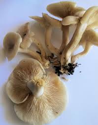 Attēlu rezultāti vaicājumam “Fuligo luteonitens macro”