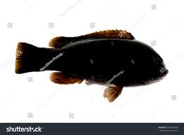 Image result for Tautoga onitis