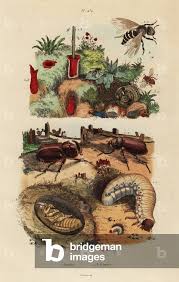 Attēlu rezultāti vaicājumam “Oryctes nasicornis larva”