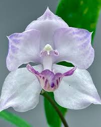 Attēlu rezultāti vaicājumam “Arthonia byssacea”