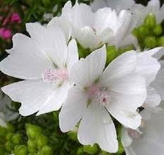 Image result for Malva moschata alba