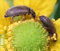 Attēlu rezultāti vaicājumam “Byturus tomentosus”