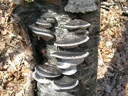 Attēlu rezultāti vaicājumam “Phellinus nigricans”