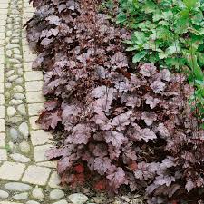 Image result for HEUCHERA americana 'Palace Purple Auslese'