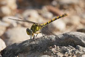 Attēlu rezultāti vaicājumam “Onychogomphus forcipatus”
