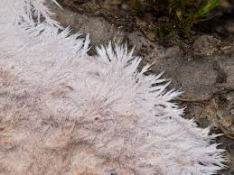 Attēlu rezultāti vaicājumam “Steccherinum fimbriatum”