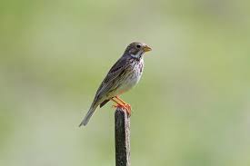 Image result for Emberiza calandra