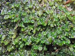 Attēlu rezultāti vaicājumam “Diplophyllum albicans”