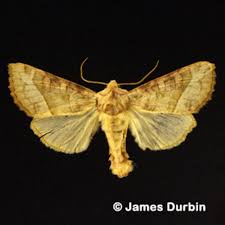 Attēlu rezultāti vaicājumam “Hydraecia micacea”