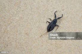 Attēlu rezultāti vaicājumam “Nepa cinerea imago”