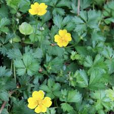 Attēlu rezultāti vaicājumam “Potentilla”