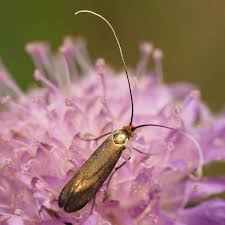 Attēlu rezultāti vaicājumam “Nemophora metallica”
