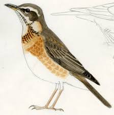 Image result for Turdus naumanni