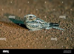 Image result for Caprimulgus ruficollis
