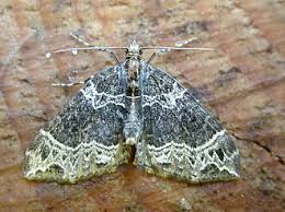 Attēlu rezultāti vaicājumam “Ecliptopera silaceata”