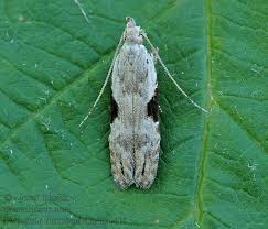 Attēlu rezultāti vaicājumam “Hypatima rhomboidella”