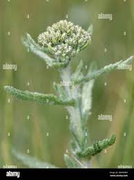 Attēlu rezultāti vaicājumam “Achillea millefolium bud”