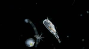Attēlu rezultāti vaicājumam “Copepoda”