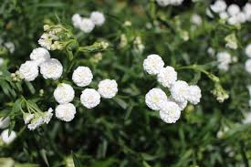 Image result for Achillea Ptarmica