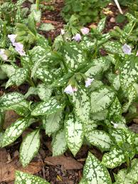 Attēlu rezultāti vaicājumam “Boraginaceae”