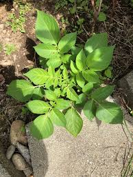 Attēlu rezultāti vaicājumam “Solanum tuberosum leaf”