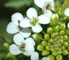 Image result for Rorippa nasturtium-aquaticum