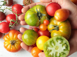 Bildergebnis für tomaten