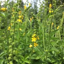 Image result for Agrimonia eupatoria