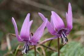 Attēlu rezultāti vaicājumam “Erythronium sibiricum flower”