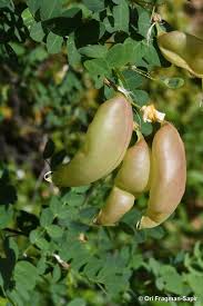 Image result for Colutea arborescens
