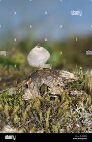 Attēlu rezultāti vaicājumam “Geastrum minimum”