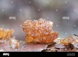 Attēlu rezultāti vaicājumam “Exidia saccharina”