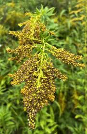 Attēlu rezultāti vaicājumam “Solidago canadensis”