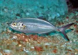 Image result for Caranx crysos