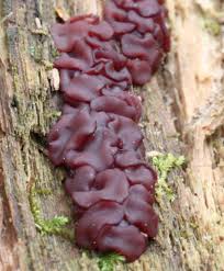 Attēlu rezultāti vaicājumam “Ascocoryne cylichnium”