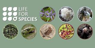 Attēlu rezultāti vaicājumam “Ena montana”