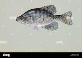 Image result for Pomoxis annularis