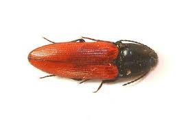 Attēlu rezultāti vaicājumam “Ampedus sanguineus”