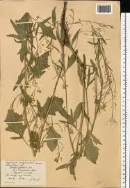 Attēlu rezultāti vaicājumam “Sisymbrium volgense”