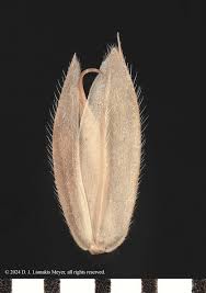 Attēlu rezultāti vaicājumam “Holcus lanatus”