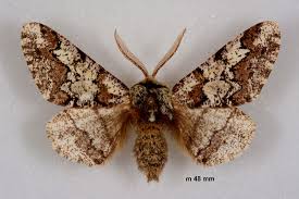 Attēlu rezultāti vaicājumam “Biston strataria”