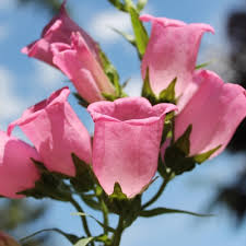 Image result for Marienglockenblumen