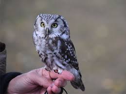 Image result for Aegolius funereus